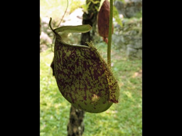 Nepenthes; N. rafflesiana
Raffles' Pitcher Plant (Eng)
Trefwoorden: Plant;Nepenthaceae