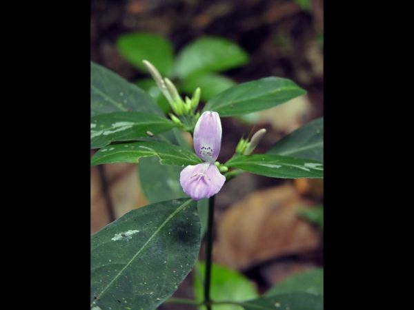 Dicliptera; D. paniculata
Foldwing (Eng)
Trefwoorden: Plant;Acanthaceae;Bloem;roze
