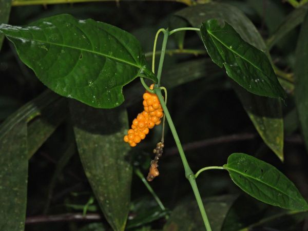 Piper nigrum
Common Pepper, Black Pepper (Eng)
Trefwoorden: Plant;Piperaceae;vrucht