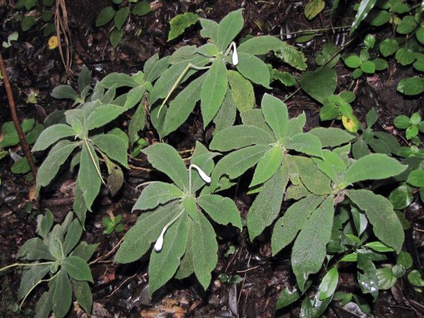 Codonoboea bombycina
Henckels bombycina (Eng)
Trefwoorden: Plant;Gesneriaceae;Bloem;blauw;wit;violet