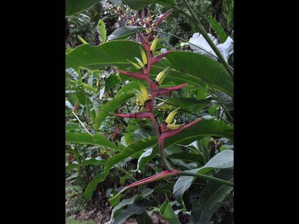 Heliconia subulata
Guatemalan Bird of Paradise (Eng) 
Trefwoorden: Plant;Heliconiaceae;Bloem;geel;groen;purper