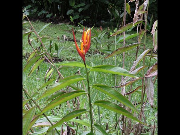 Heliconia hirsuta
Trefwoorden: Plant;Heliconiaceae;Bloem;geel;rood