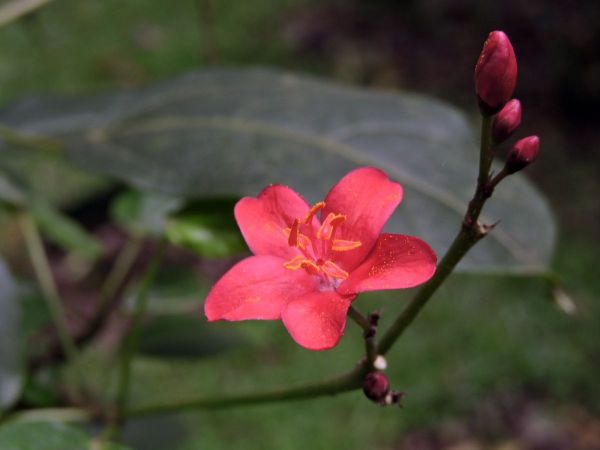 Jatropha integerrima
Spicy Jatropha (Eng)
Trefwoorden: Plant;Euphorbiaceae;Bloem;rood