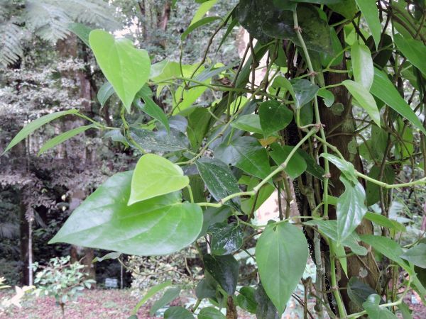 Piper betle
Betel (Eng) Sirih (Ind) - leaves
Trefwoorden: Plant;Piperaceae;cultuurgewas