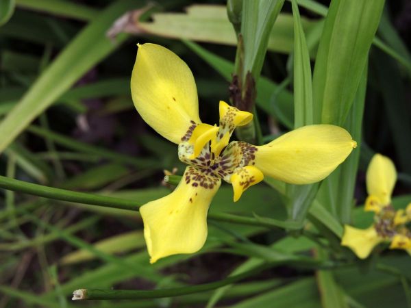 Trimezia martinicensis
Yellow Walking Iris (Eng)
Trefwoorden: Plant;Iridaceae;Bloem;geel