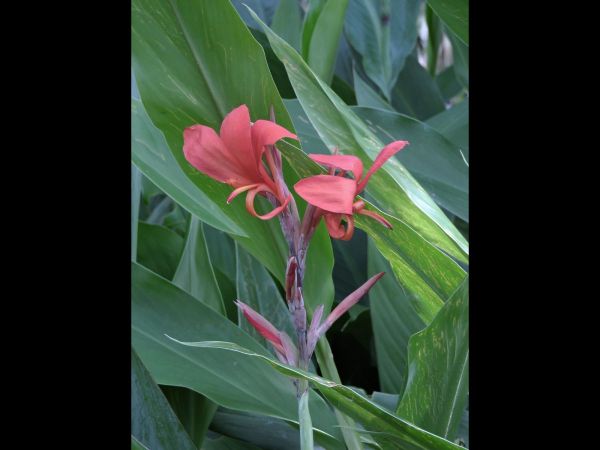 Canna indica
Bunga tasbih (Ind) Indian Shot (Eng)
Trefwoorden: Plant;Cannaceae;Bloem;rood