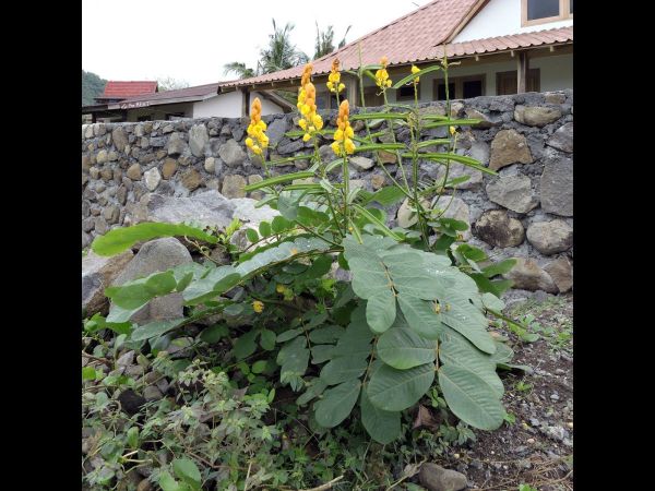 Senna alata
Ringworm Bush, Candle Bush (Eng) Ketepeng cina (Ind)
Trefwoorden: Plant;Fabaceae;Bloem;geel