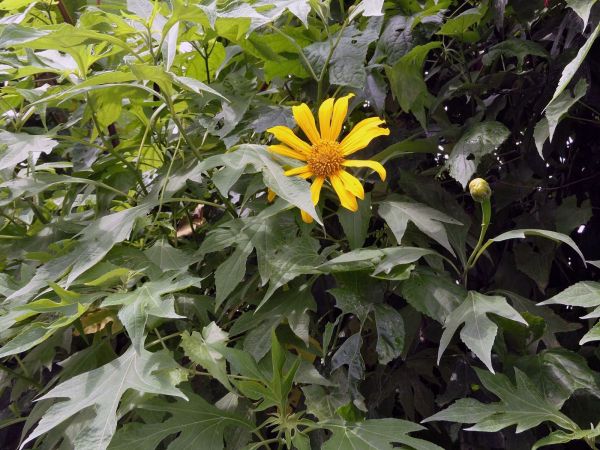 Tithonia diversifolia
Marigold, Mexican Sunflower (Eng) Kembang Bulan, Daun Paitan (Ind) 
Trefwoorden: Plant;Asteraceae;Bloem;geel