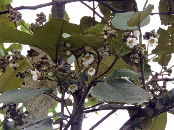 Saurauia vulcani
Pirdot (Eng, Batak)
Trefwoorden: Plant;Boom;Actinidiaceae;Bloem;wit