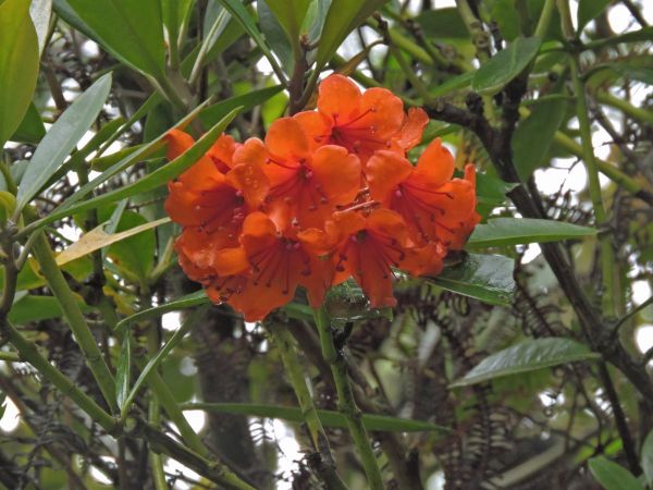Rhododendron javanicum
Trefwoorden: Plant;Ericaceae;Bloem;rood;oranje