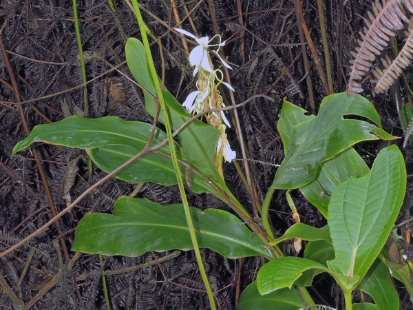 Hedychium bousigonianum
Butterfly Ginger (Eng) 
Trefwoorden: Plant;Zingiberaceae;Bloem;wit