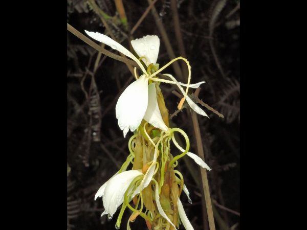 Hedychium cylindricum
Trefwoorden: Plant;Zingiberaceae;Bloem;wit