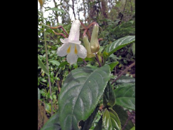 Henckelia sp. 
Trefwoorden: Plant;Gesneriaceae;Bloem;geel;wit
