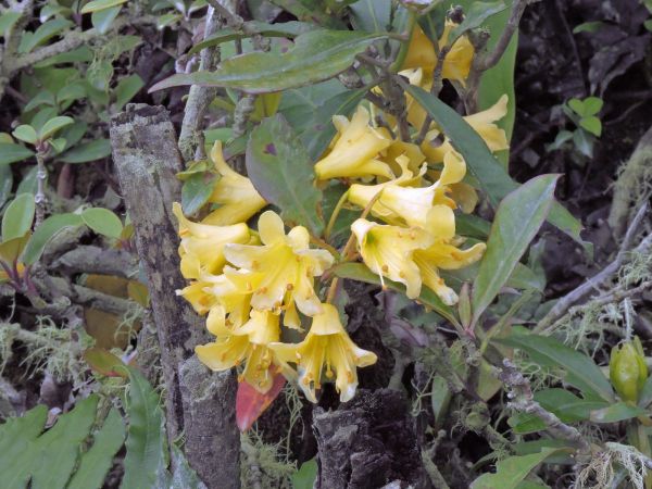 Rhododendron sessilifolium
Trefwoorden: Plant;Ericaceae;Bloem;geel