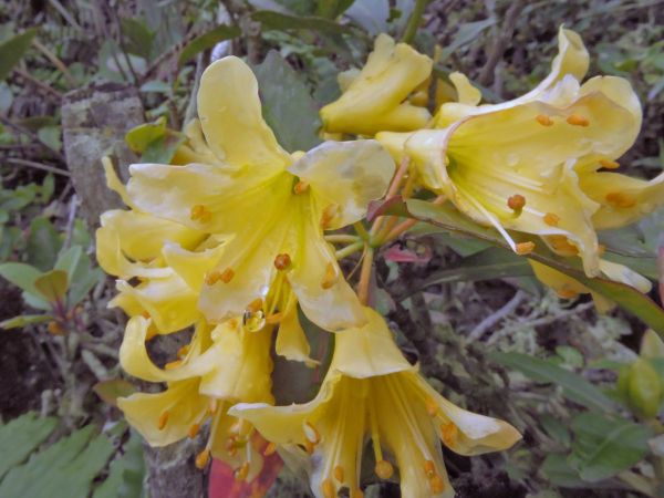 Rhododendron sessilifolium
Trefwoorden: Plant;Ericaceae;Bloem;geel