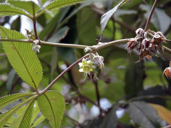 Rubus lineatus
Bramble, Silky-leaved Berry (Eng)
Trefwoorden: Plant;Rosaceae;Bloem;groen