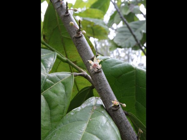 Theobroma cacao
Cacao Tree (Eng) Kakao (Ind)
Trefwoorden: Plant;Malvaceae;Bloem;wit;cultuurgewas