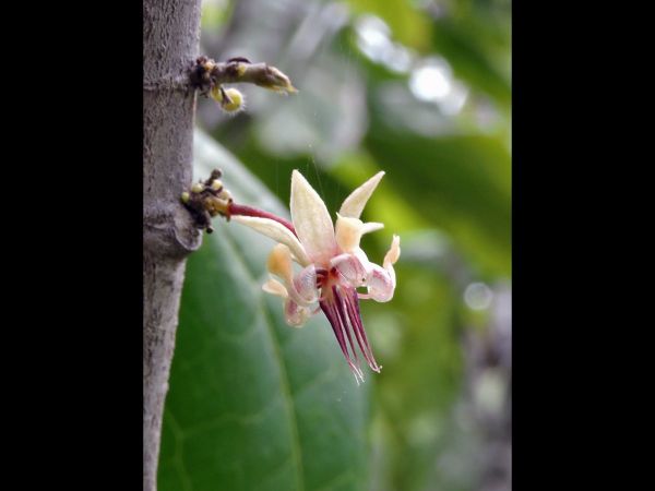 Theobroma cacao
Cacao Tree (Eng) Kakao (Ind)
Trefwoorden: Plant;Boom;Malvaceae;Bloem;wit;cultuurgewas