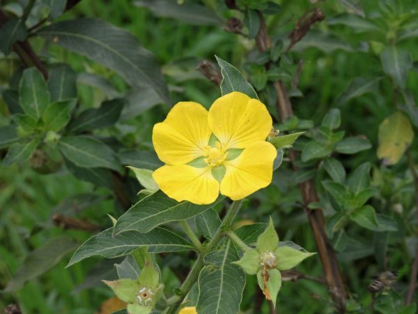 Ludwigia peruviana
Peruvian Primrose (Eng)
Trefwoorden: Plant;Onagraceae;Bloem;waterplant