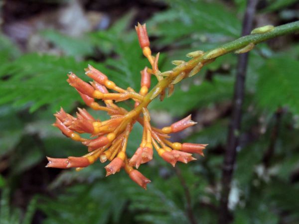 Globba; G. atrosanguinea
Dancing Lady Ginger (Eng)
Trefwoorden: Plant;Zingiberaceae;Bloem;oranje;geel