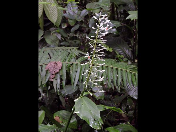 Globba paniculata
Trefwoorden: Plant;Zingiberaceae;Bloem;wit