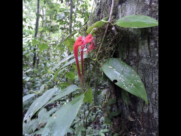 Aeschynanthus; A. boschianus
Lipstick Plant (Eng)
Trefwoorden: Plant;Gesneriaceae;Bloem;rood