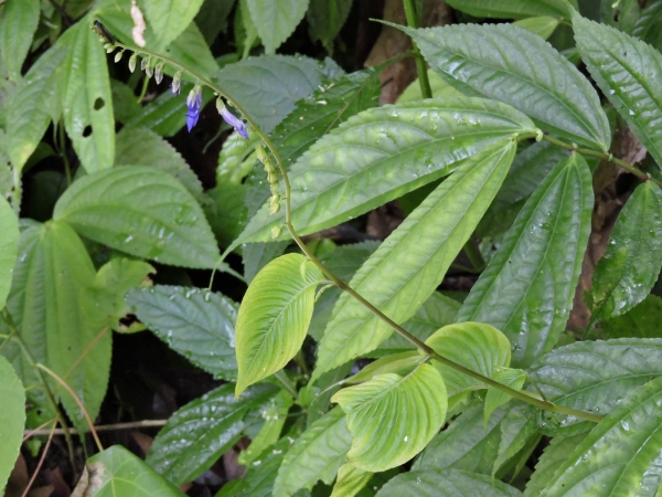 Rhynchoglossum obliquum
Small-Flowered Tongue-Lip, Small Flowered Rhynchoglossum (Eng)
Trefwoorden: Plant;Gesneriaceae;Bloem;blauw