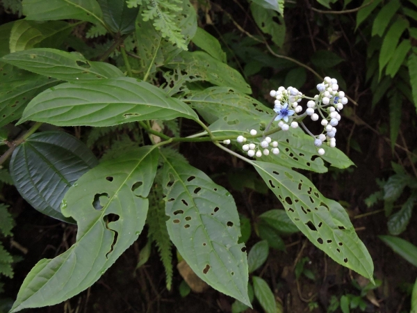Dichroa febrifuga
Chinese Quinine (Eng) Gigil (Ind)
Trefwoorden: Plant;Hydrangeaceae;Bloem;blauw;wit