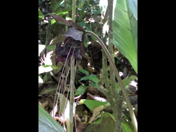 Tacca chantrieri
Black Bat Flower (Eng) Vleermuisbloem (Ned)
Trefwoorden: Plant;Dioscoreaceae;Bloem;zwart