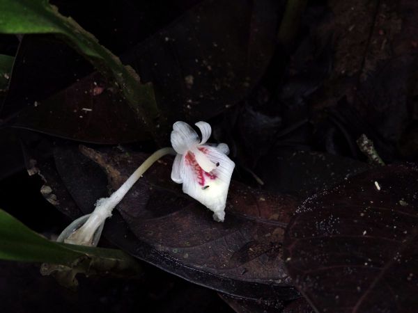 Boesenbergia; B. rotunda
Chinese Keys, Fingerroot (Eng) Temu Kunci (Ind) 
Keywords: Plant;Zingiberaceae;Bloem;wit;roze