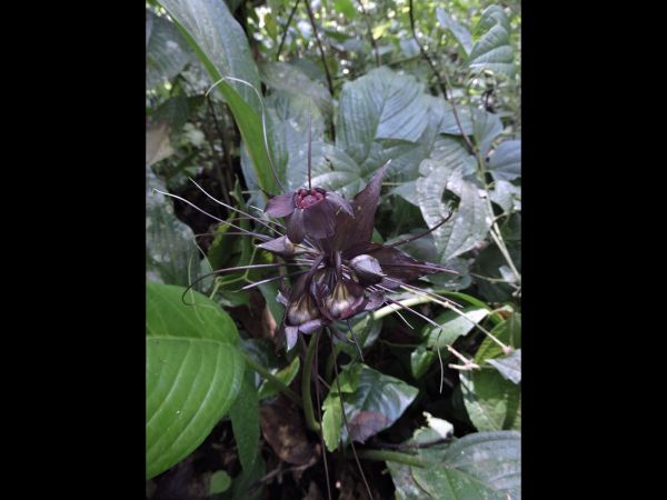Tacca chantrieri
Black Bat Flower (Eng) Vleermuisbloem (Ned)
Trefwoorden: Dioscoreaceae;Bloem;zwart