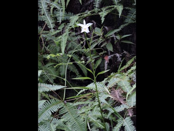 Arundina graminifolia
Bamboo Orchid (Eng) Anggrek bambu (Ind) - white type
Keywords: Plant;Orchidaceae;Bloem;wit