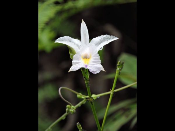 Arundina graminifolia
Bamboo Orchid (Eng) Anggrek bambu (Ind) - white type
Keywords: Plant;Orchidaceae;Bloem;wit