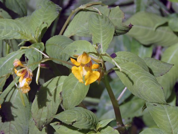 Impatiens sp.
Jewelweed, Touch-me-not (Eng)
Trefwoorden: Plant;Balsaminaceae;Bloem;geel
