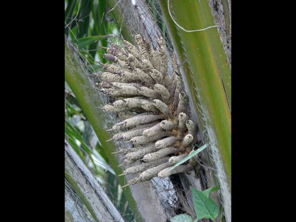 Elaeis guinensis
Oilpalm (Eng) Kelapa sawit (Ind) - inflorescence
Trefwoorden: Arecaceae;Boom;Bloem;wit;cultuurgewas