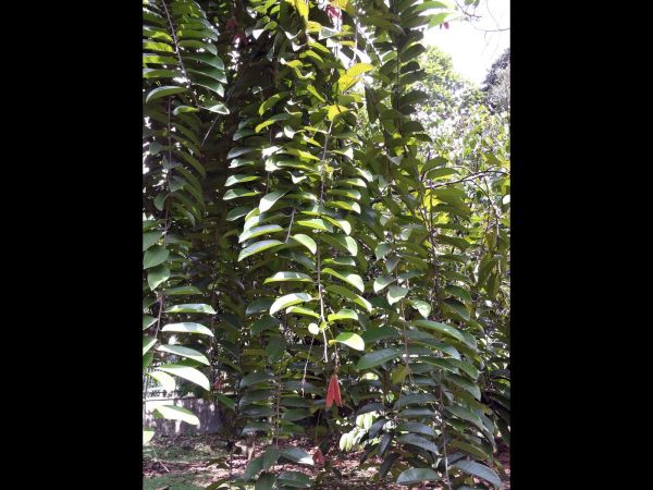 Shorea pinanga
Meranti (Ind) - winged fruit
Trefwoorden: Dipterocarpaceae;Boom;vrucht