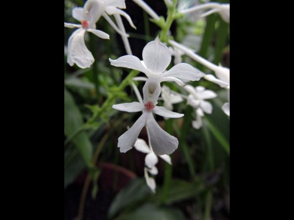 Calanthe triplicata
Christmas Orchid (Eng)
Keywords: Plant;Orchidaceae;Bloem;wit