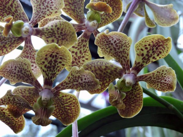 Grammatophyllum speciosum
Tiger Orchid, Queen of Orchids (Eng) Anggrek Raksasa (Ind) 
Trefwoorden: Plant;Orchidaceae;Bloem;bruin;geel