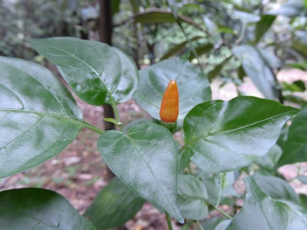 Capsicum frutescens
Chilli Pepper (Eng) Cabai kathur (Ind) - fruit
Trefwoorden: Plant;Solanaceae;vrucht;cultuurgewas