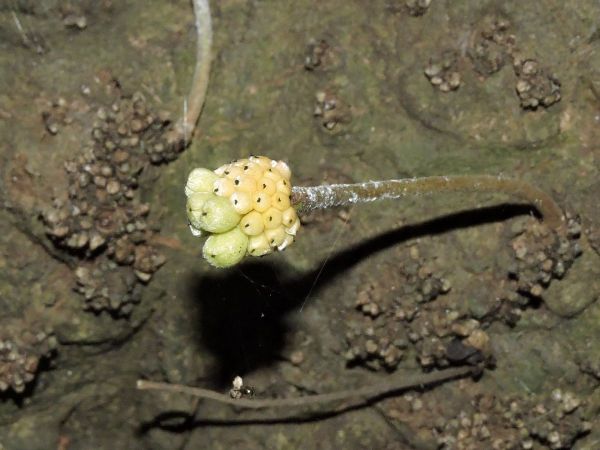 Stelechocarpus burahol
Kepel Apple (Eng) Kepel (Ind) - young fruits
Trefwoorden: Plant;Boom;Annonaceae;vrucht