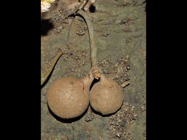 Stelechocarpus burahol
Kepel Apple (Eng) Kepel (Ind) - fruits
Trefwoorden: Plant;Boom;Annonaceae;vrucht