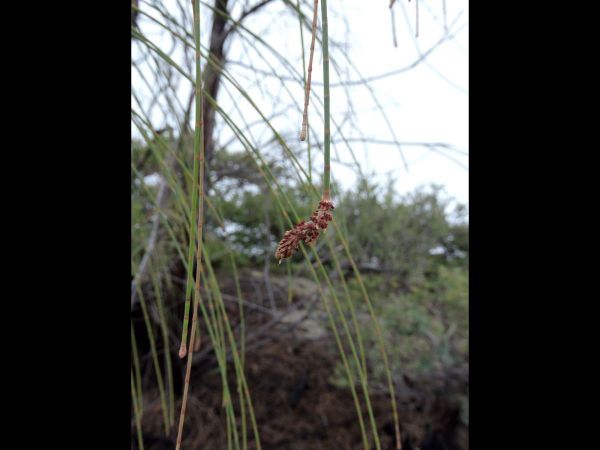 Casuarina junghuhniana
Mountain Ru (Eng) Cemara Angin (Ind) - inflorescence
Trefwoorden: Casuarinaceae;Boom;Bloem;onopvallend