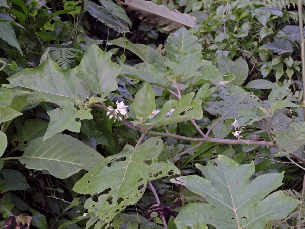 Solanum torvum
urkye Berry (Eng) Takokak (ind) 
Trefwoorden: Plant;Solanaceae;Bloem;wit
