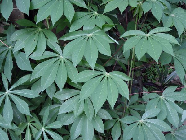 Manihot esculenta
Cassava (Eng) Ketela Pohon (Ind)
Trefwoorden: Euphorbiaceae;cultuurgewas