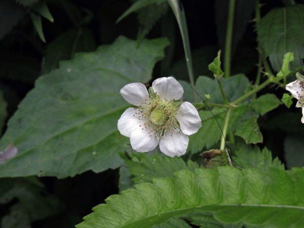 Fragaria x ananassa
Strawberry (Eng) Stroberi Kebun (Ind)
Trefwoorden: Plant;Rosaceae;Bloem;wit;cultuurgewas