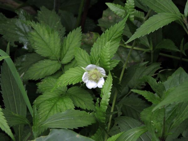 Fragaria x ananassa
Strawberry (Eng) Stroberi Kebun (Ind)
Trefwoorden: Plant;Rosaceae;Bloem;wit;cultuurgewas