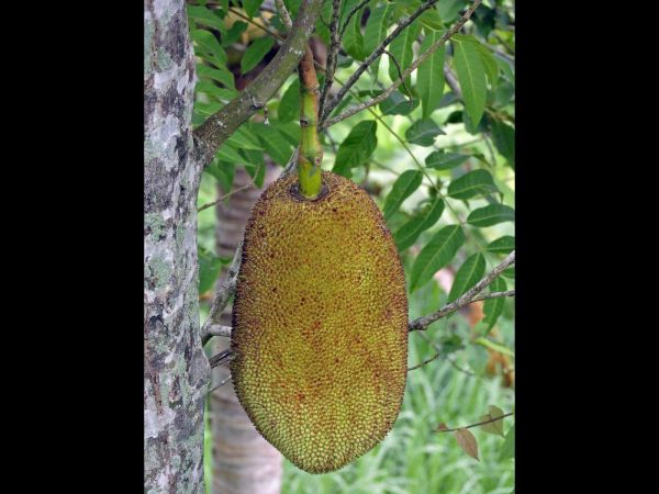 Artocarpus heterophyllus
Jackfruit (Eng) Nangka (Ind)
Trefwoorden: Moraceae;Boom;vrucht;cultuurgewas