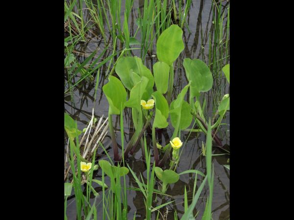 Limnocharis flava
Yellow Sawah Lettuce (Eng) Genjer (Ind) 
Trefwoorden: Plant;Alismataceae;Bloem;geel;waterplant