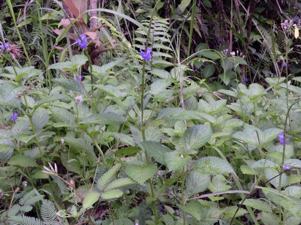 Stachytarpheta; S. jamaicensis
Blue Snakeweed (Eng) Pecut Kuda (Ind)
Trefwoorden: Plant;Verbenaceae;Bloem;blauw