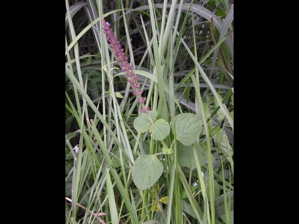 Coleus scutellarioides
Coleus, Painted Nettle (Eng) Miana (Ind) Siernetel (Ned) Buntnessel (Ger)
Trefwoorden: Plant;Lamiaceae;Bloem;blauw;wit;tuinplant